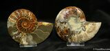 Beatiful Inch Sliced Cleoniceras Ammonite #1281-1